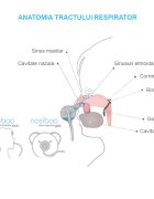 Nosiboo Aspirator nazal electric Pro Gri