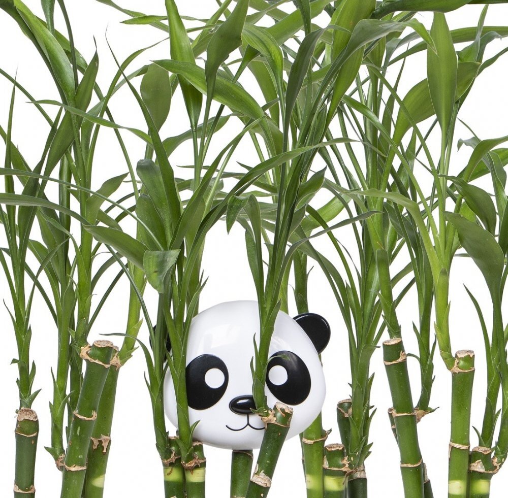 Melii Recipient hrana bebe model panda