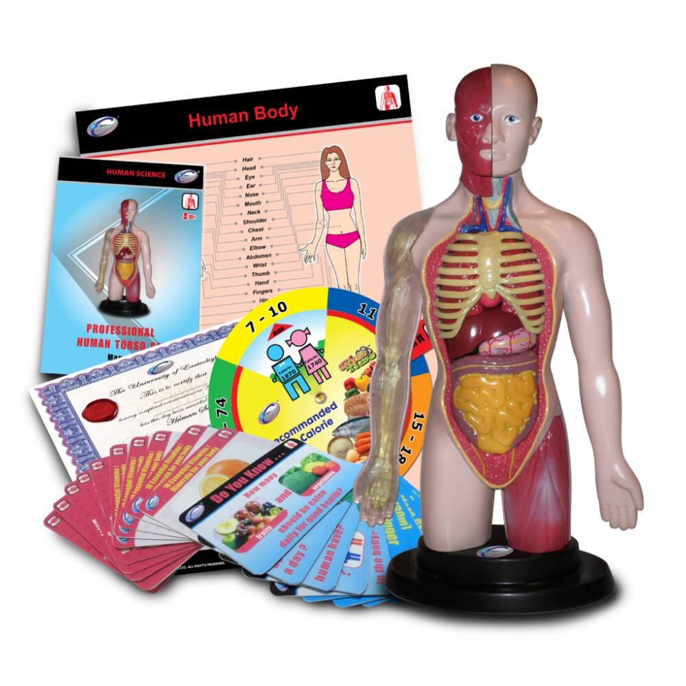 Eastcolight Set educativ - Corpul uman
