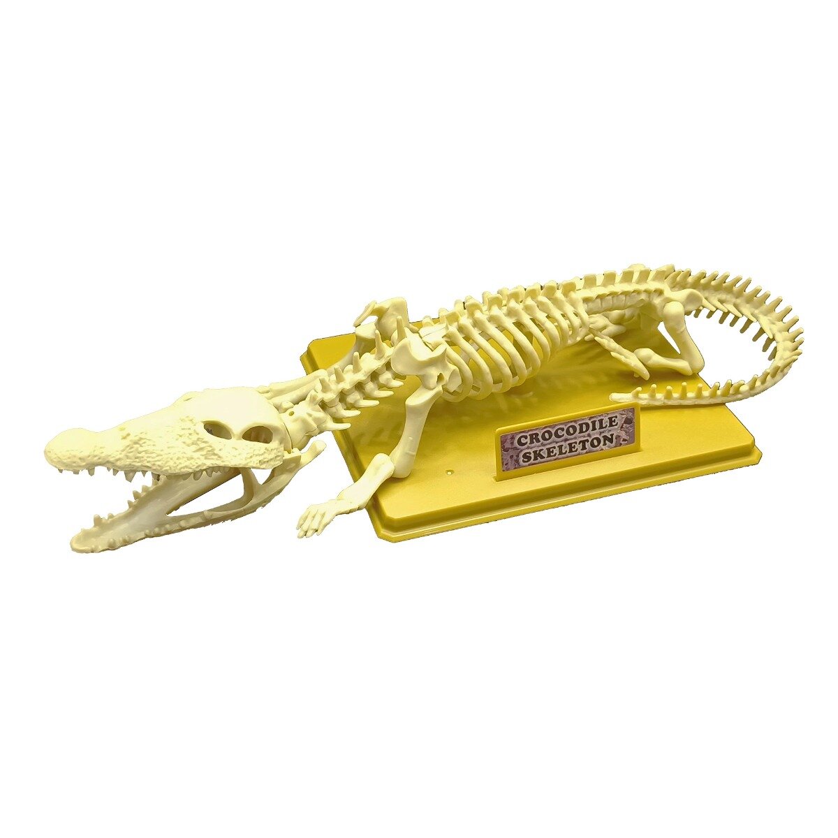 Eastcolight Set educativ Schelet de crocodil