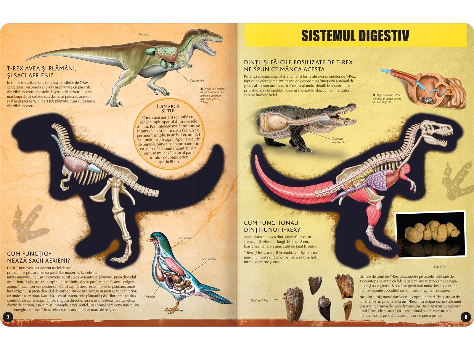 Kreativ Inside out T-rex 3D